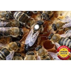 Melez Kafkas Ana Arı